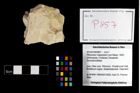 Foto (Objekt + Etikett) von Pithonoton marginatum (von Meyer, 1842)  (NHMW-GEO-2014-0194-0857)